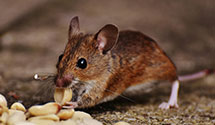 24 Hour & Emergency Exterminators in Tivy Valley, CA